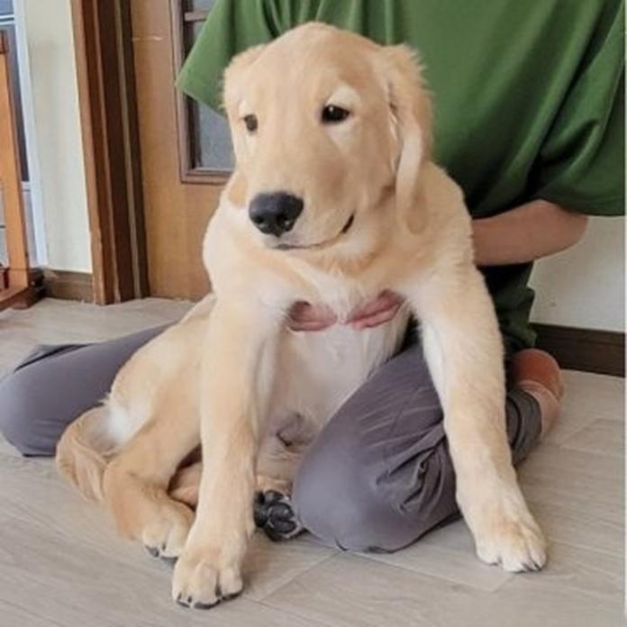 ゴールデンレトリバー(岡山県・男の子・2026/05/20・ゴールデン)の子犬情報! | 宮﨑 大策ブリーダー(1512)