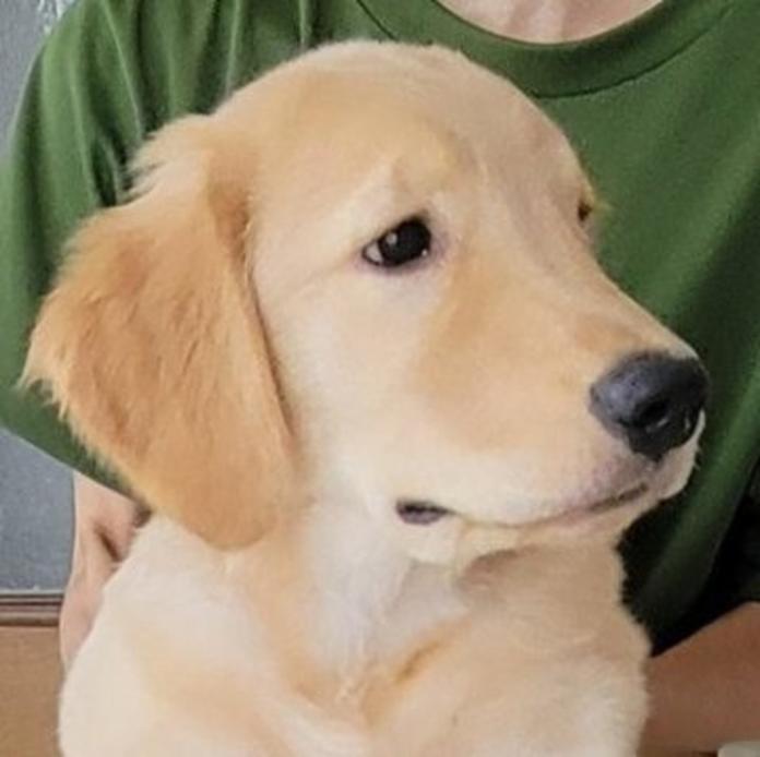ゴールデンレトリバー(1512)の子犬情報