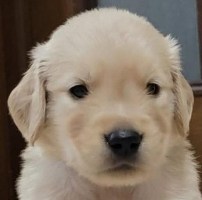 ゴールデンレトリバー(岡山県・男の子・2026/05/20・ゴールデン)の子犬情報! | 宮﨑 大策ブリーダー(1512)