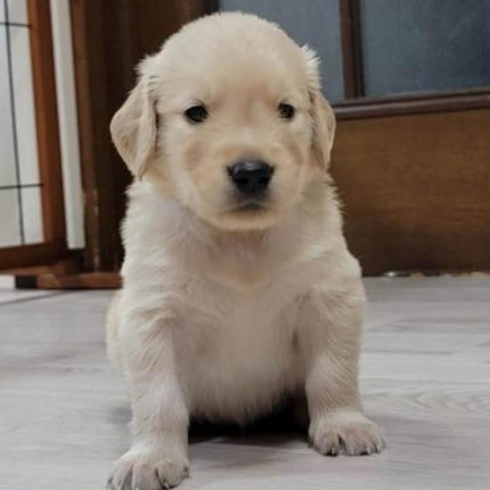 ゴールデンレトリバー(岡山県・男の子・2026/05/20・ゴールデン)の子犬情報! | 宮﨑 大策ブリーダー(1512)