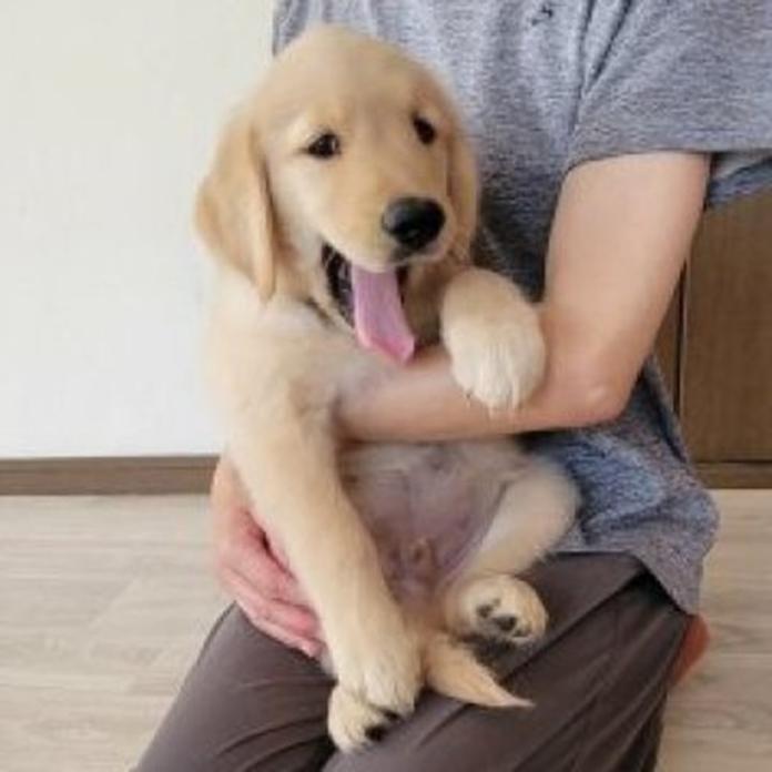 ゴールデンレトリバー(岡山県・男の子・2026/05/20・ゴールデン)の子犬情報! | 宮﨑 大策ブリーダー(1513)