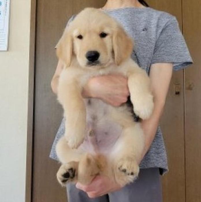 ゴールデンレトリバー(岡山県・男の子・2026/05/20・ゴールデン)の子犬情報! | 宮﨑 大策ブリーダー(1513)