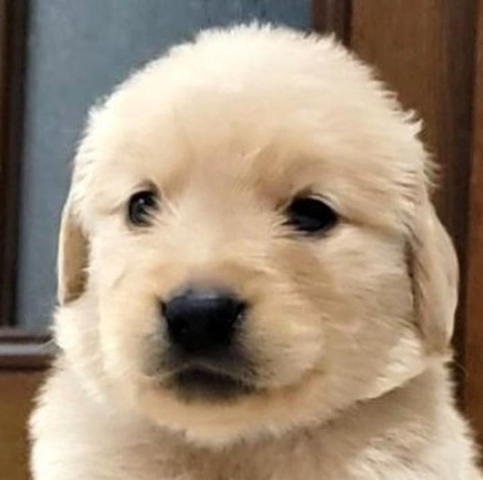 ゴールデンレトリバー(岡山県・男の子・2026/05/20・ゴールデン)の子犬情報! | 宮﨑 大策ブリーダー(1513)