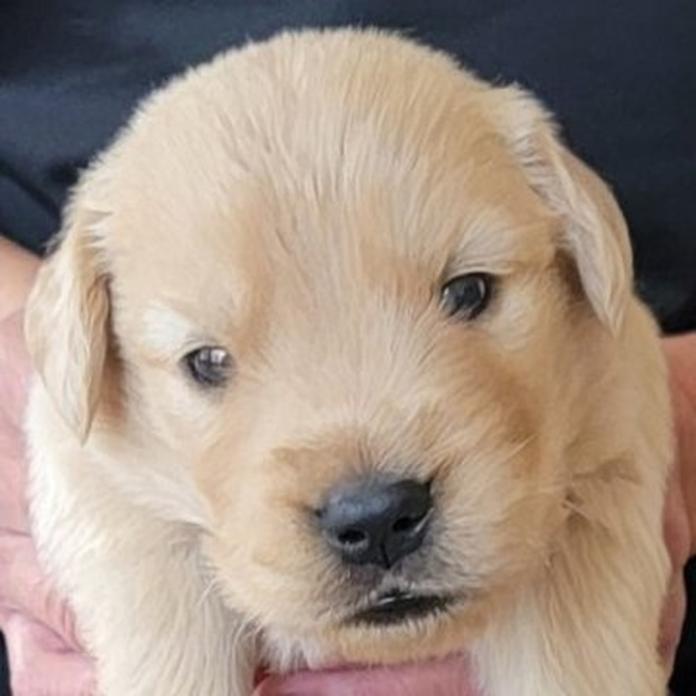 ゴールデンレトリバー(岡山県・男の子・2026/05/20・ゴールデン)の子犬情報! | 宮﨑 大策ブリーダー(1514)