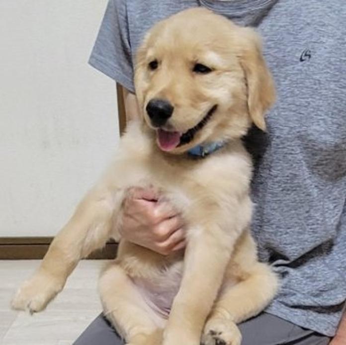 ゴールデンレトリバー(岡山県・男の子・2026/05/20・ゴールデン)の子犬情報! | 宮﨑 大策ブリーダー(1514)