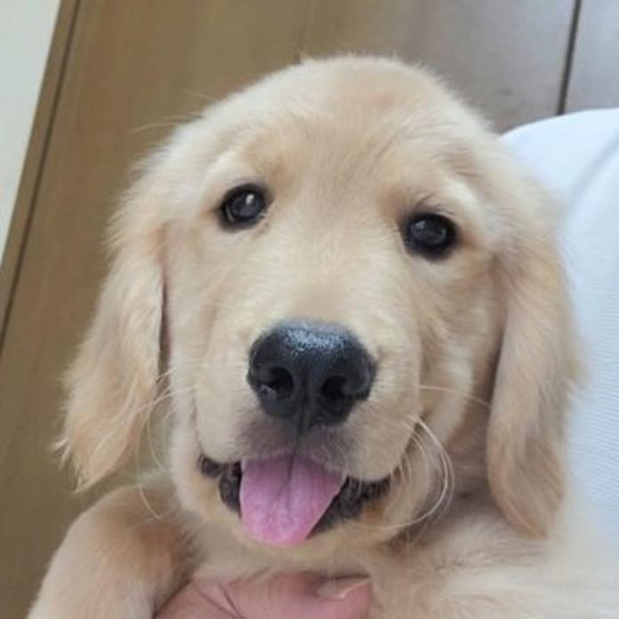 ゴールデンレトリバー(1514)の子犬情報