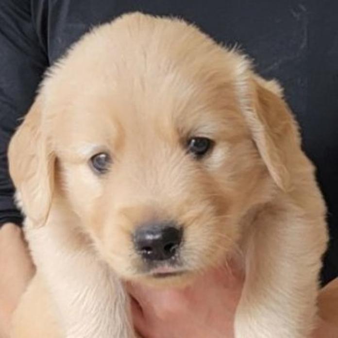 ゴールデンレトリバー(岡山県・男の子・2026/05/20・ゴールデン)の子犬情報! | 宮﨑 大策ブリーダー(1514)