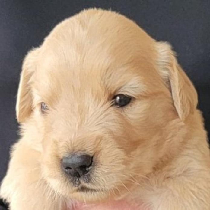 ゴールデンレトリバー(岡山県・女の子・2026/05/20・ゴールデン)の子犬情報! | 宮﨑 大策ブリーダー(1515)