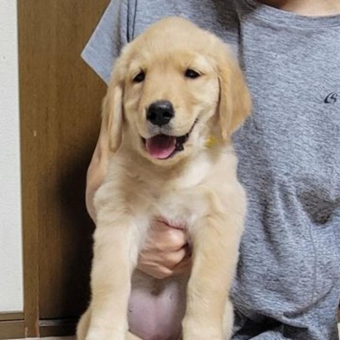 ゴールデンレトリバー(岡山県・女の子・2026/05/20・ゴールデン)の子犬情報! | 宮﨑 大策ブリーダー(1515)