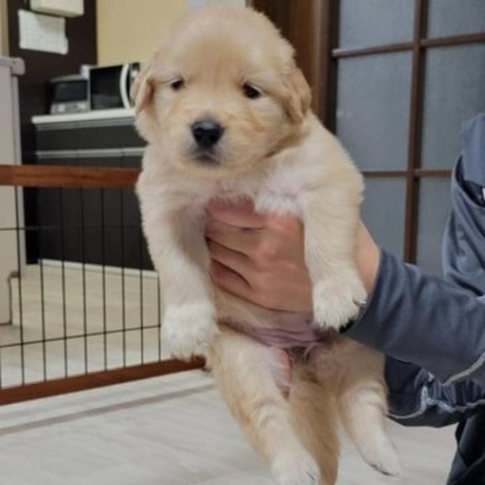 ゴールデンレトリバー(岡山県・女の子・2026/05/23・ゴールデン)の子犬情報! | 宮﨑 大策ブリーダー(1530)