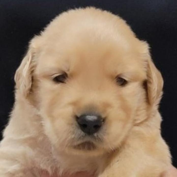 ゴールデンレトリバー(岡山県・男の子・2026/05/23・ゴールデン)の子犬情報! | 宮﨑 大策ブリーダー(1532)