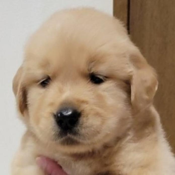 ゴールデンレトリバー(岡山県・男の子・2026/05/23・ゴールデン)の子犬情報! | 宮﨑 大策ブリーダー(1532)