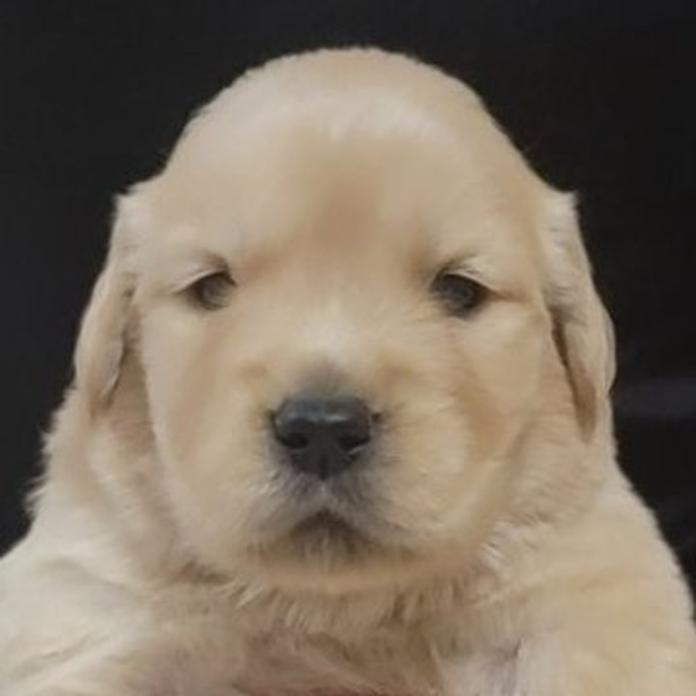 ゴールデンレトリバー(岡山県・男の子・2026/05/23・ゴールデン)の子犬情報! | 宮﨑 大策ブリーダー(1536)