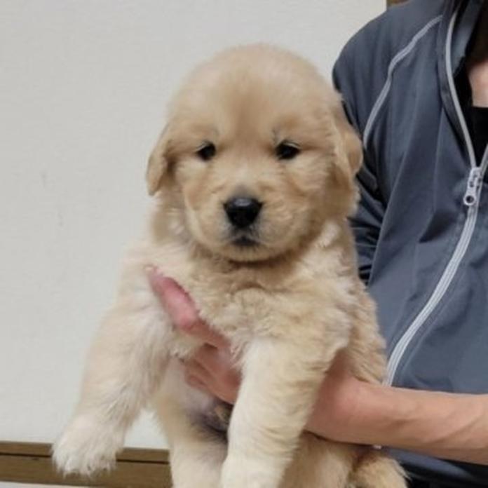 ゴールデンレトリバー(岡山県・男の子・2026/05/23・ゴールデン)の子犬情報! | 宮﨑 大策ブリーダー(1536)