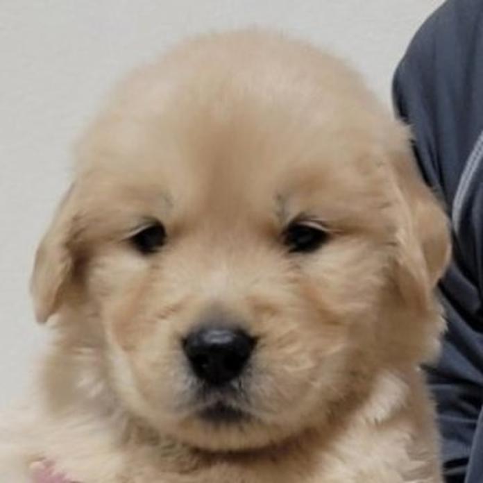 ゴールデンレトリバー(岡山県・男の子・2026/05/23・ゴールデン)の子犬情報! | 宮﨑 大策ブリーダー(1536)
