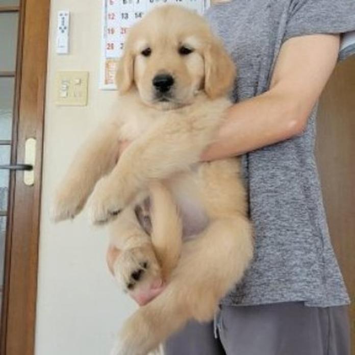 ゴールデンレトリバー(岡山県・男の子・2026/05/23・ゴールデン)の子犬情報! | 宮﨑 大策ブリーダー(1536)