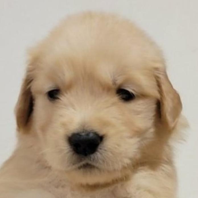 ゴールデンレトリバー(岡山県・男の子・2026/05/23・ゴールデン)の子犬情報! | 宮﨑 大策ブリーダー(1538)