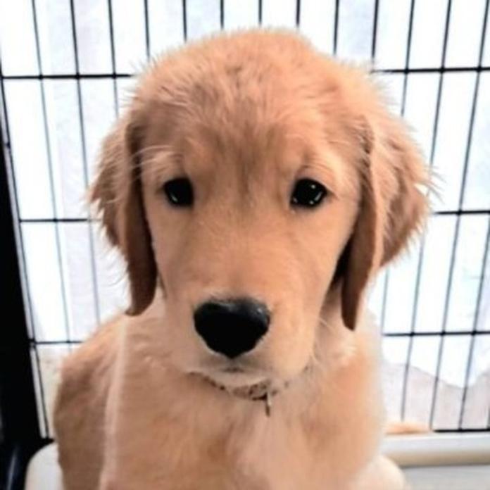 ゴールデンレトリバー(岡山県・男の子・2026/05/23・ゴールデン)の子犬情報! | 宮﨑 大策ブリーダー(1538)