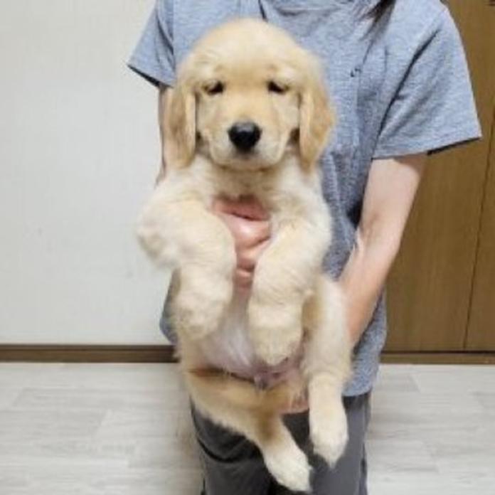 ゴールデンレトリバー(1538)の子犬情報