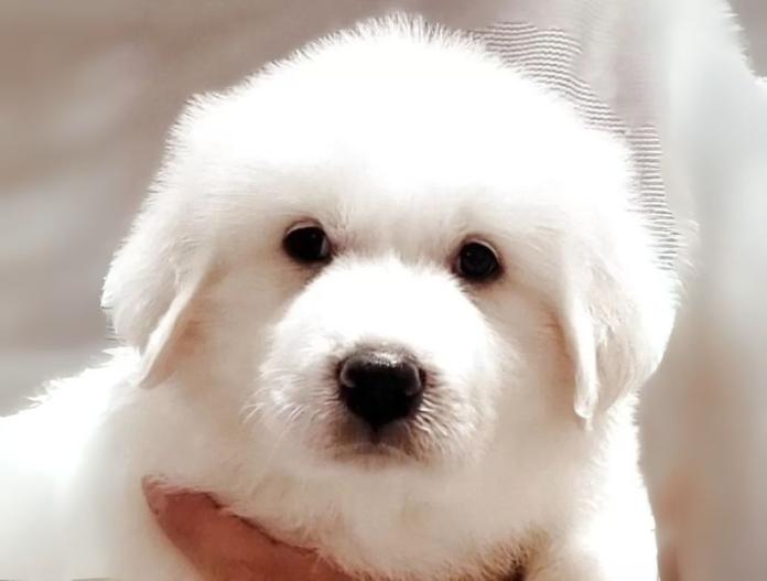 犬のプロフィール画像