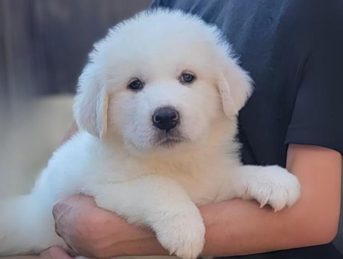 犬のプロフィール画像