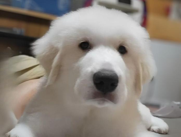 犬のプロフィール画像