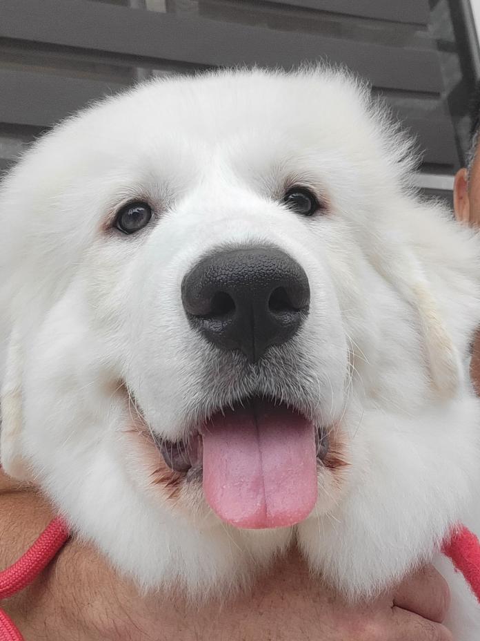 犬のプロフィール画像