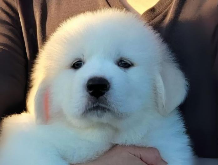犬のプロフィール画像
