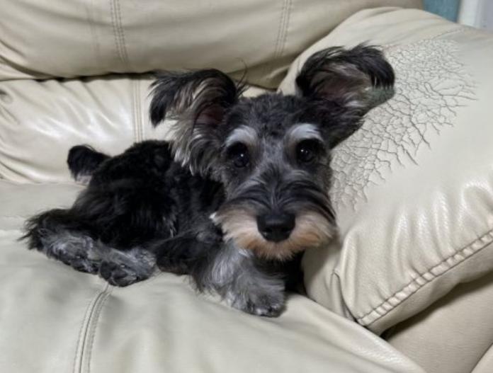 犬のプロフィール画像