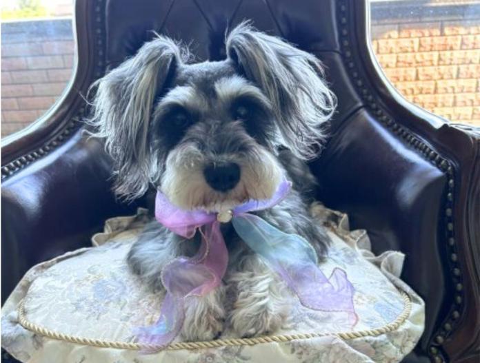 犬のプロフィール画像