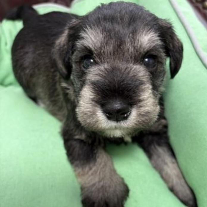 ミニチュアシュナウザー(愛知県・男の子・2026/03/31・ソルトアンドペッパー)の子犬情報! | 畠山 祥子ブリーダー(1381)