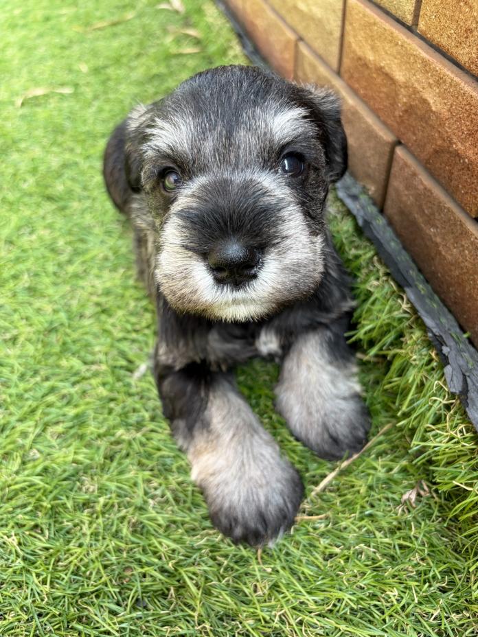 ミニチュアシュナウザー(1381)の子犬情報