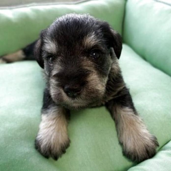 ミニチュアシュナウザー(愛知県・男の子・2026/03/31・ソルトアンドペッパー)の子犬情報! | 畠山 祥子ブリーダー(1382)