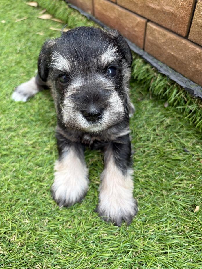 ミニチュアシュナウザー(1382)の子犬情報