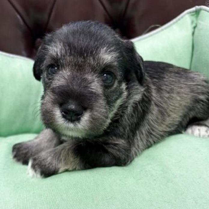 ミニチュアシュナウザー(愛知県・女の子・2026/03/31・ソルトアンドペッパー)の子犬情報! | 畠山 祥子ブリーダー(1383)