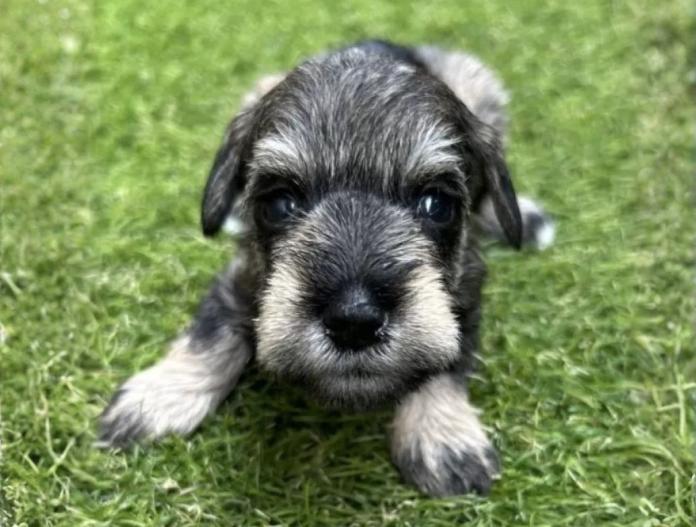 犬のプロフィール画像