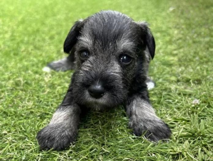 犬のプロフィール画像