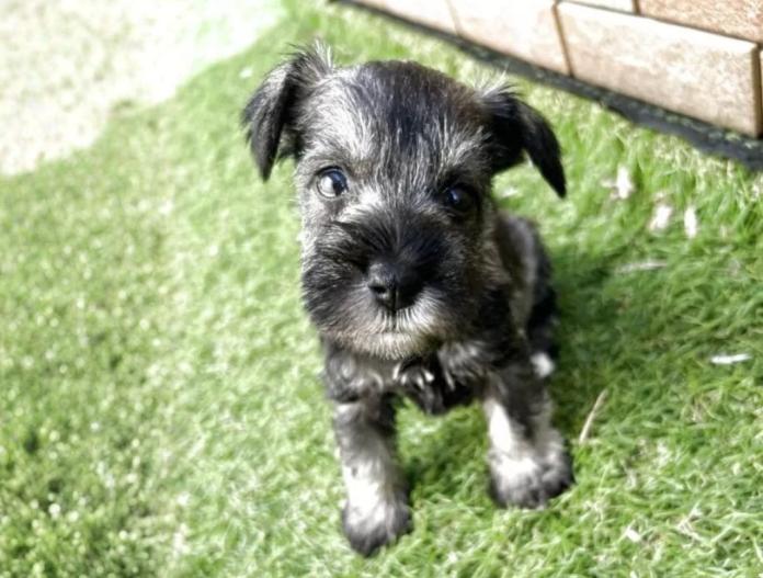 犬のプロフィール画像