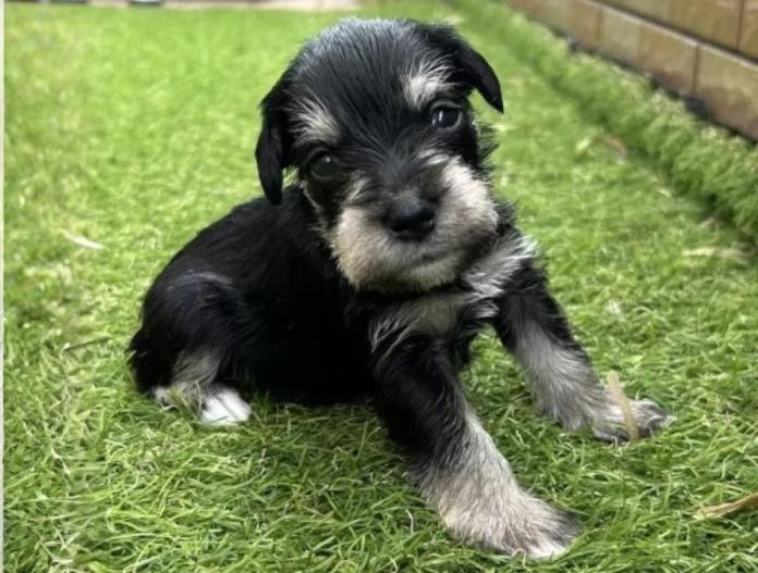 犬のプロフィール画像