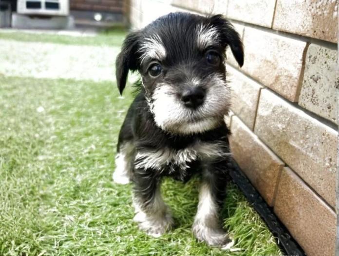 犬のプロフィール画像