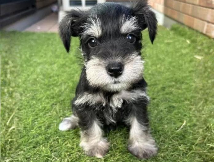 犬のプロフィール画像