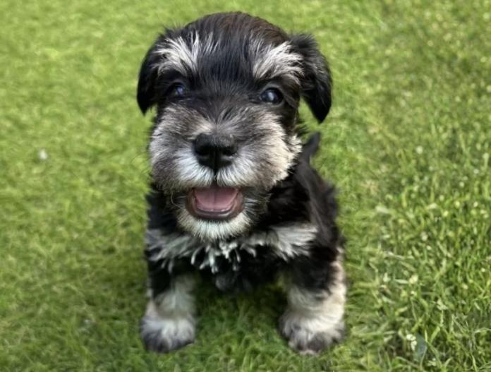 犬のプロフィール画像