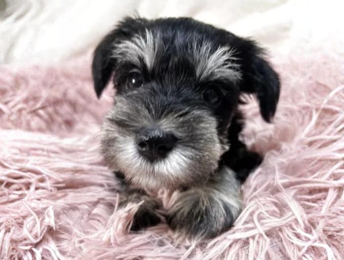 犬のプロフィール画像