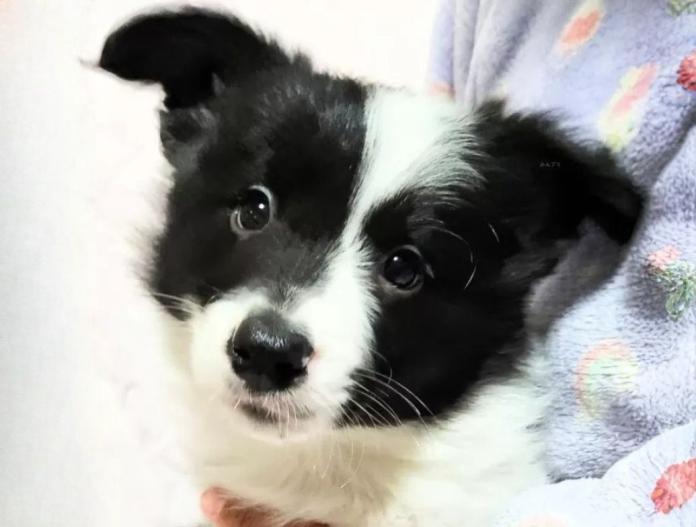 ボーダーコリー(岐阜県・女の子・2024/12/06・ブラック&ホワイト)の子犬情報! | 山本 直登ブリーダー(912)