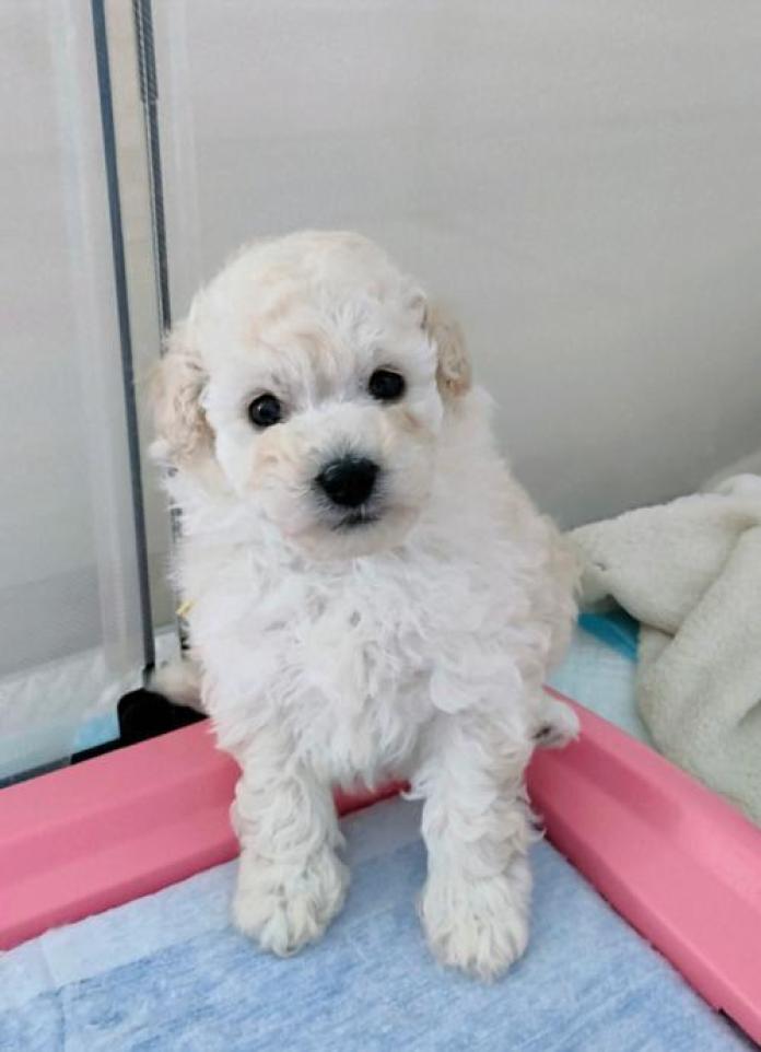 トイプードル(千葉県・男の子・2026/01/19・ホワイト)の子犬情報! | 藤井 晶代ブリーダー(1182)