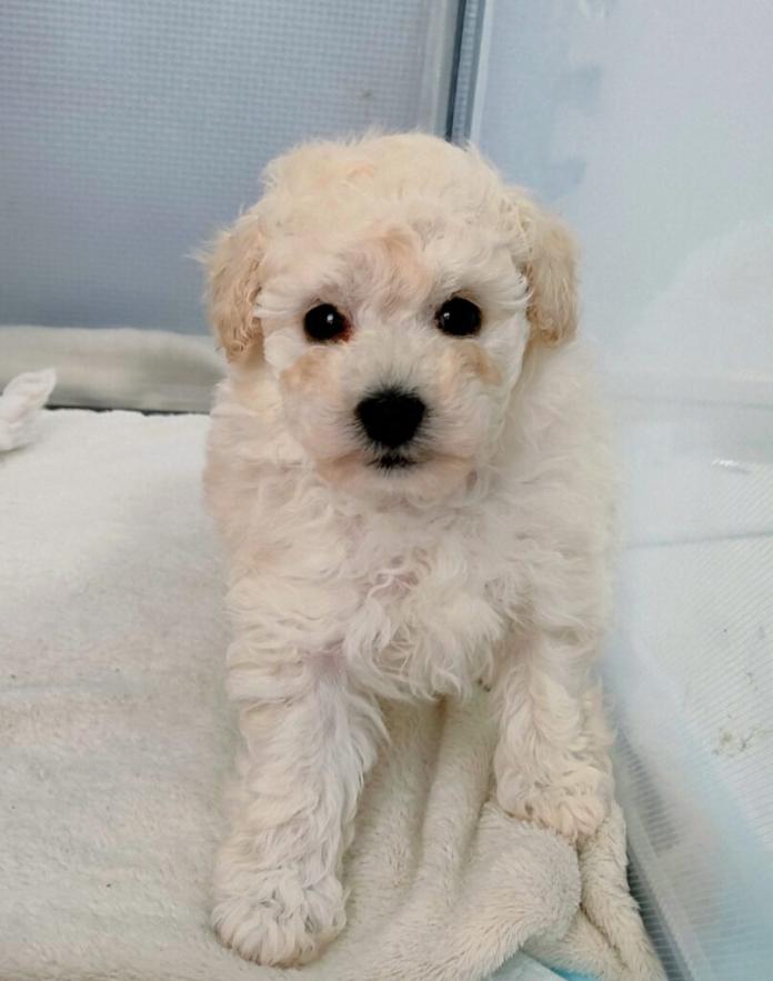 トイプードル(千葉県・男の子・2026/01/19・ホワイト)の子犬情報! | 藤井 晶代ブリーダー(1182)