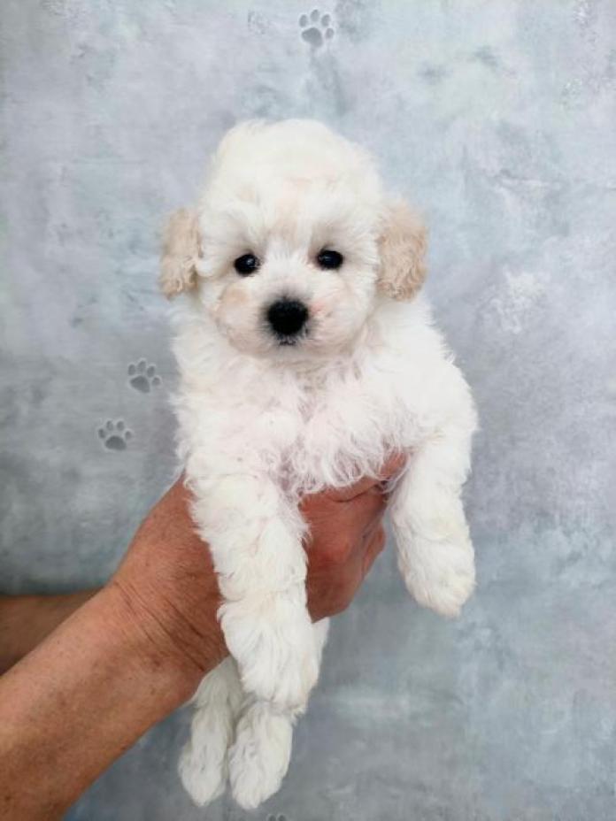 トイプードル(千葉県・男の子・2026/01/19・ホワイト)の子犬情報! | 藤井 晶代ブリーダー(1183)