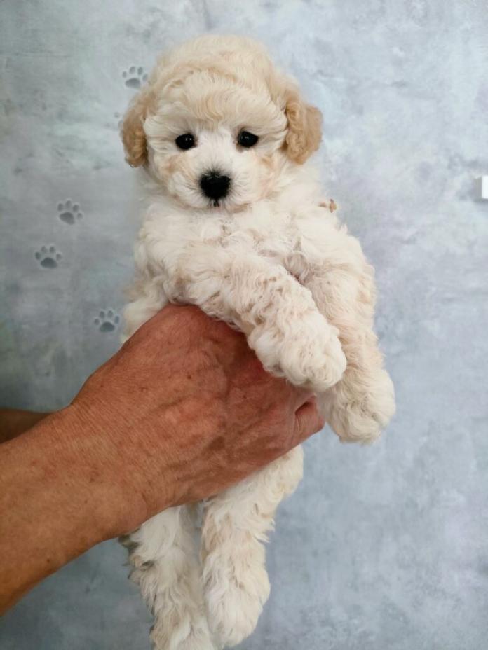 トイプードル(1274)の子犬情報