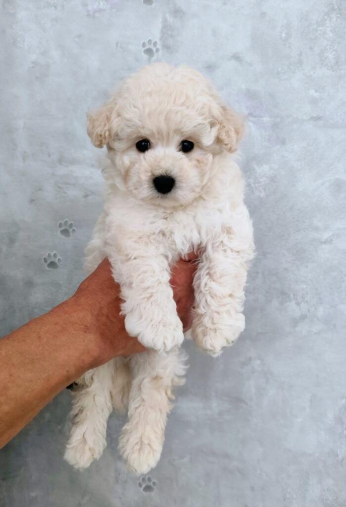 トイプードル(1275)の子犬情報