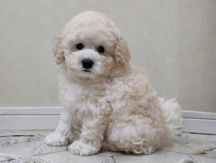 犬のプロフィール画像